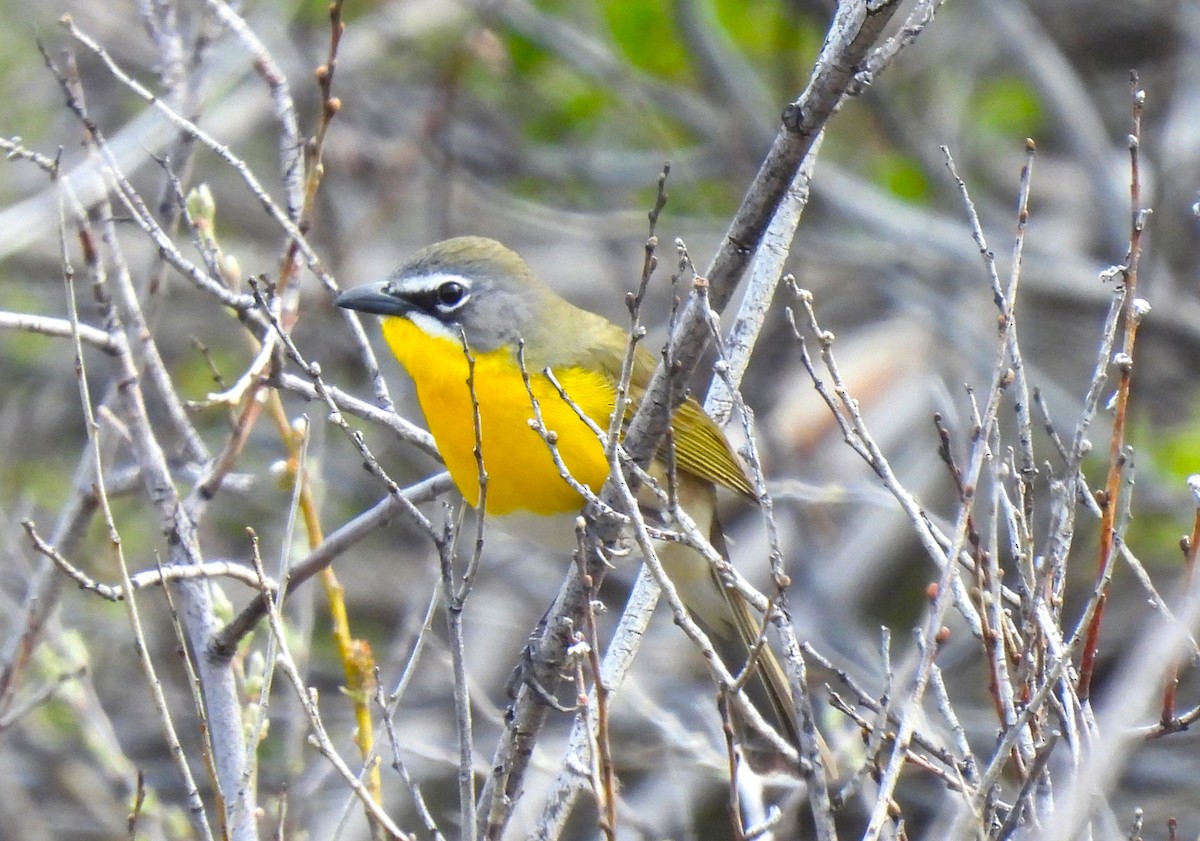 Yellow-breasted Chat - Ron Youngs