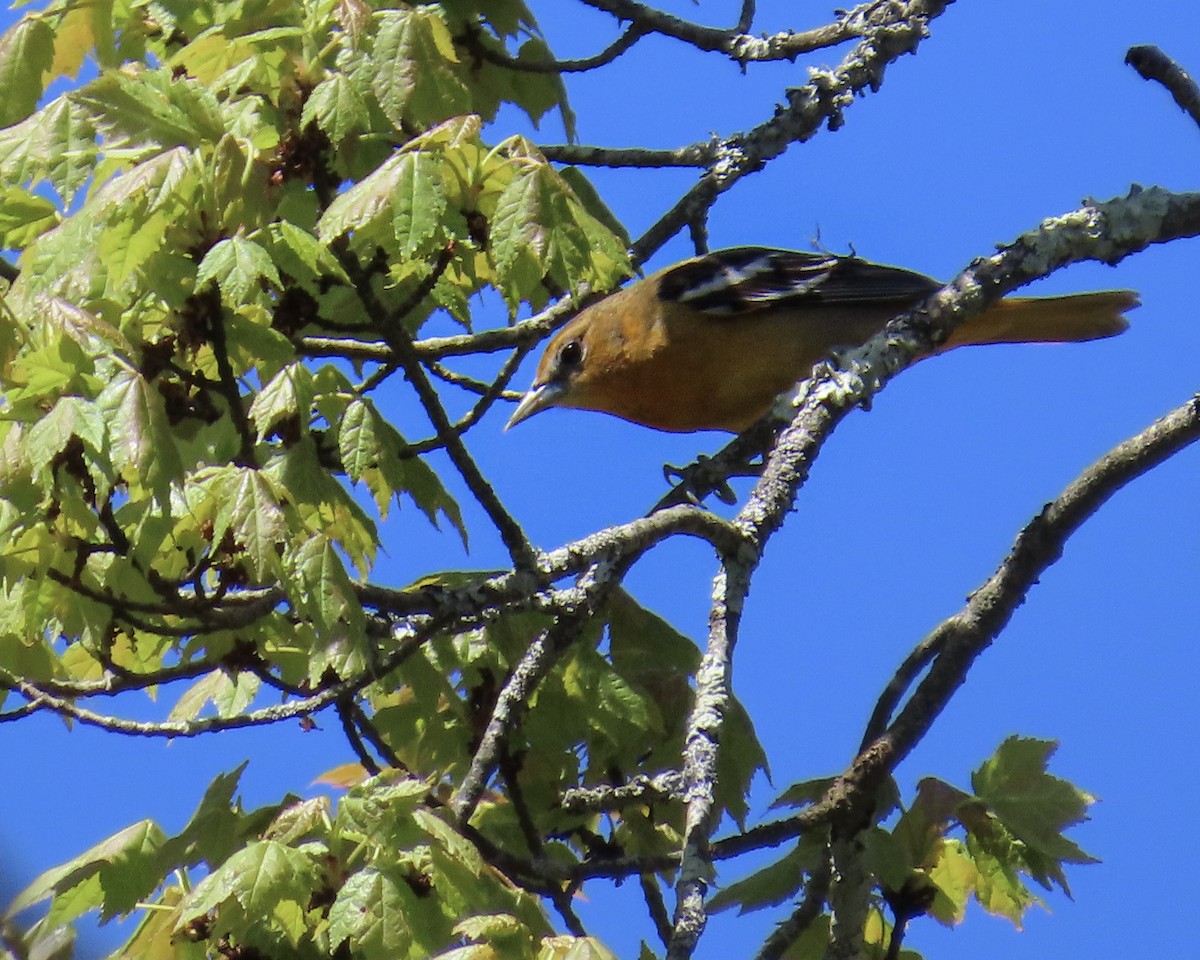 Baltimore Oriole - ML618677191