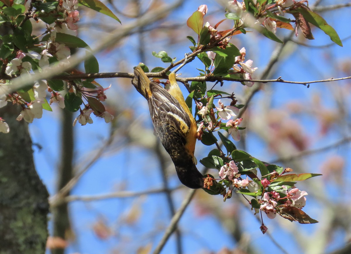 Oriole de Baltimore - ML618677195