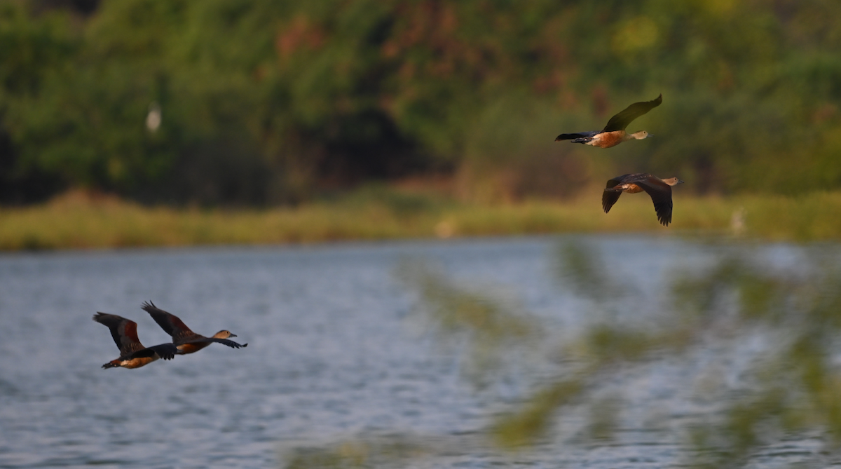 Lesser Whistling-Duck - ML618677205