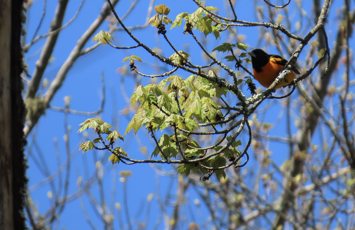 Baltimore Oriole - ML618677213