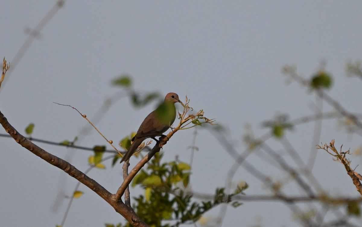 Tórtola Senegalesa - ML618677217