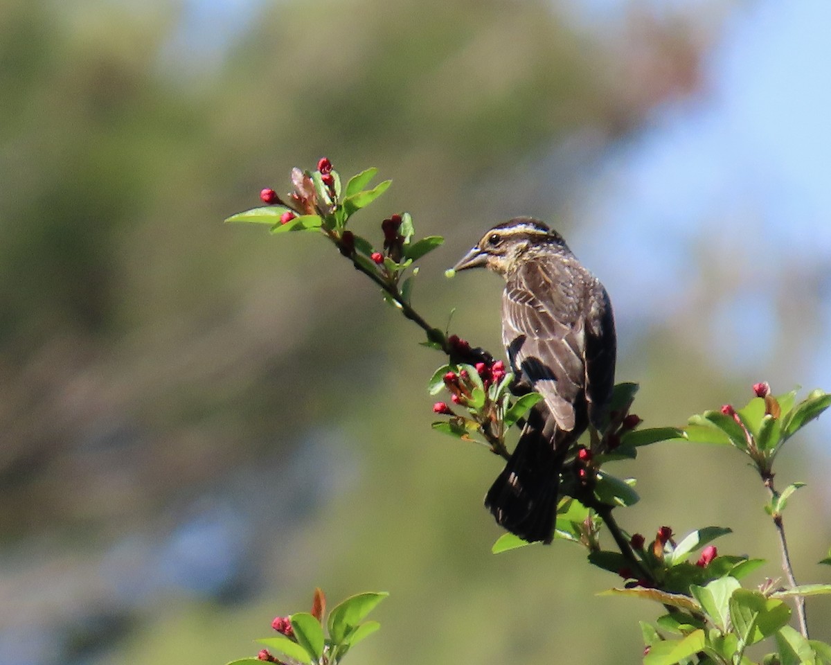 Red-winged Blackbird - ML618677223