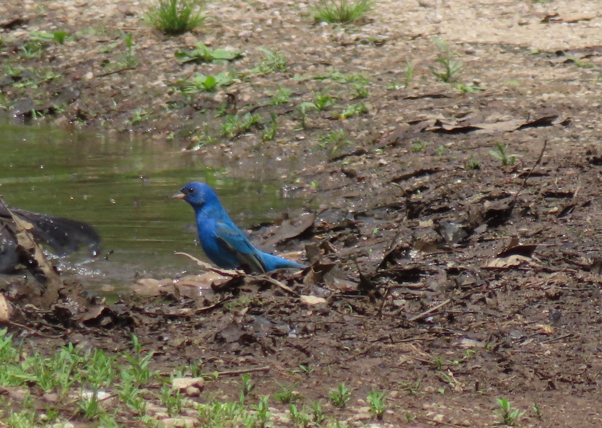 Indigo Bunting - ML618677224