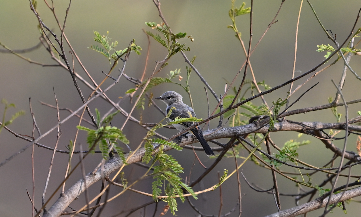 Small Minivet - Joby Joseph