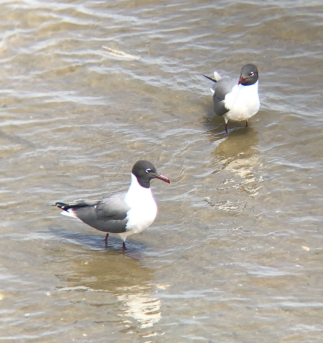 Laughing Gull - ML618677293