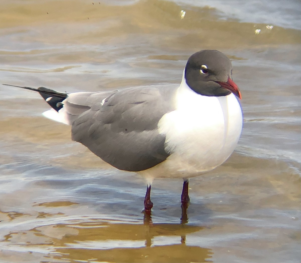 Laughing Gull - ML618677300