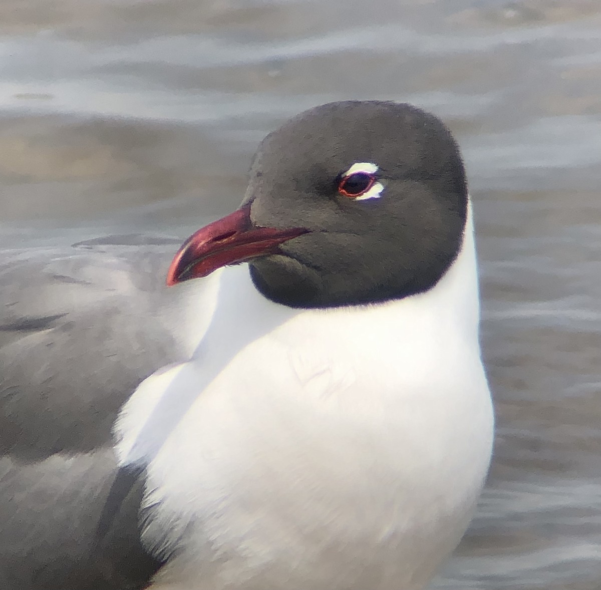 Laughing Gull - ML618677307