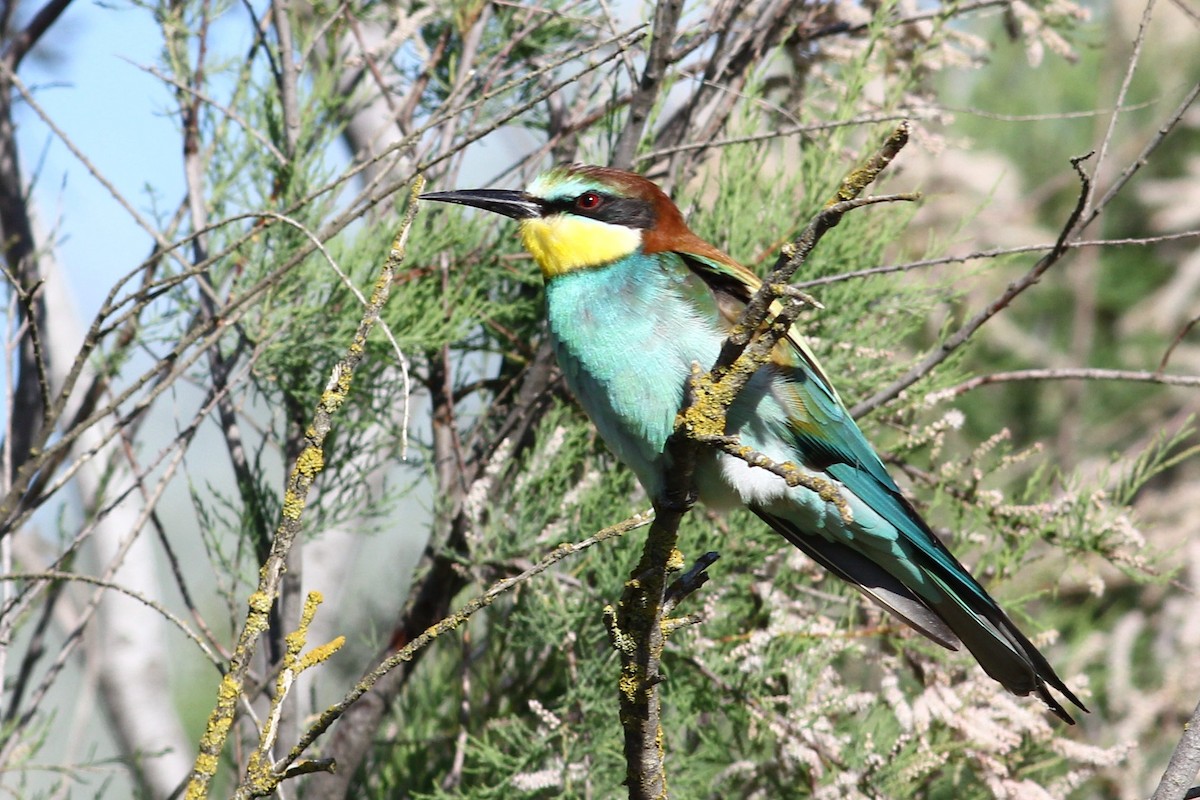 European Bee-eater - Alfredo Sánchez Galán