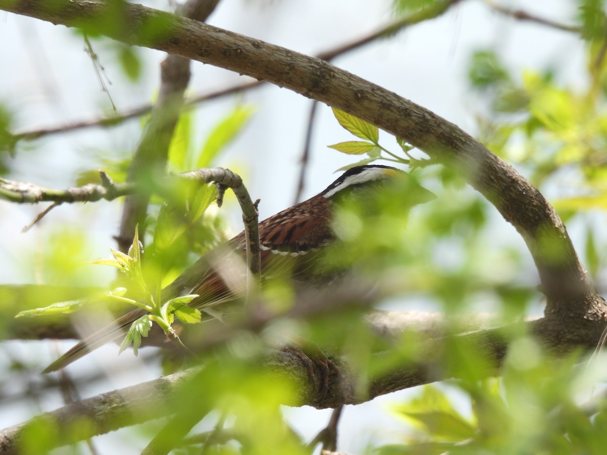 White-throated Sparrow - Alexander R