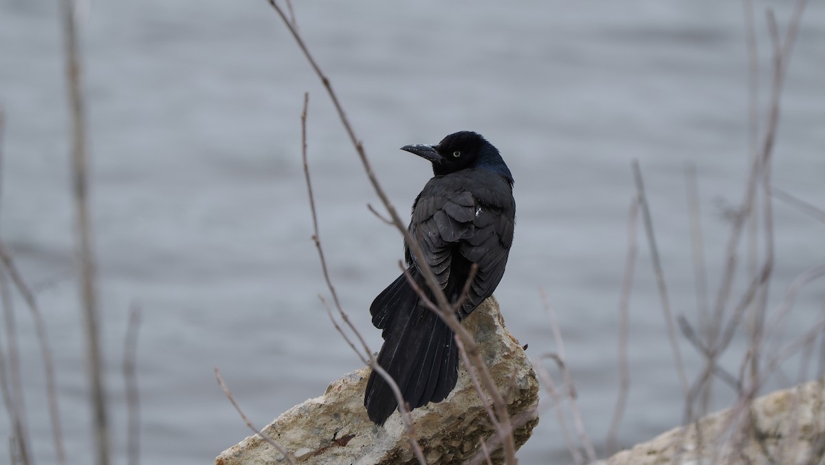 Common Grackle - Mike Grant