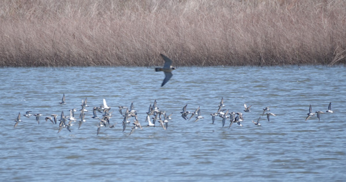 Phalarope à bec étroit - ML618677351