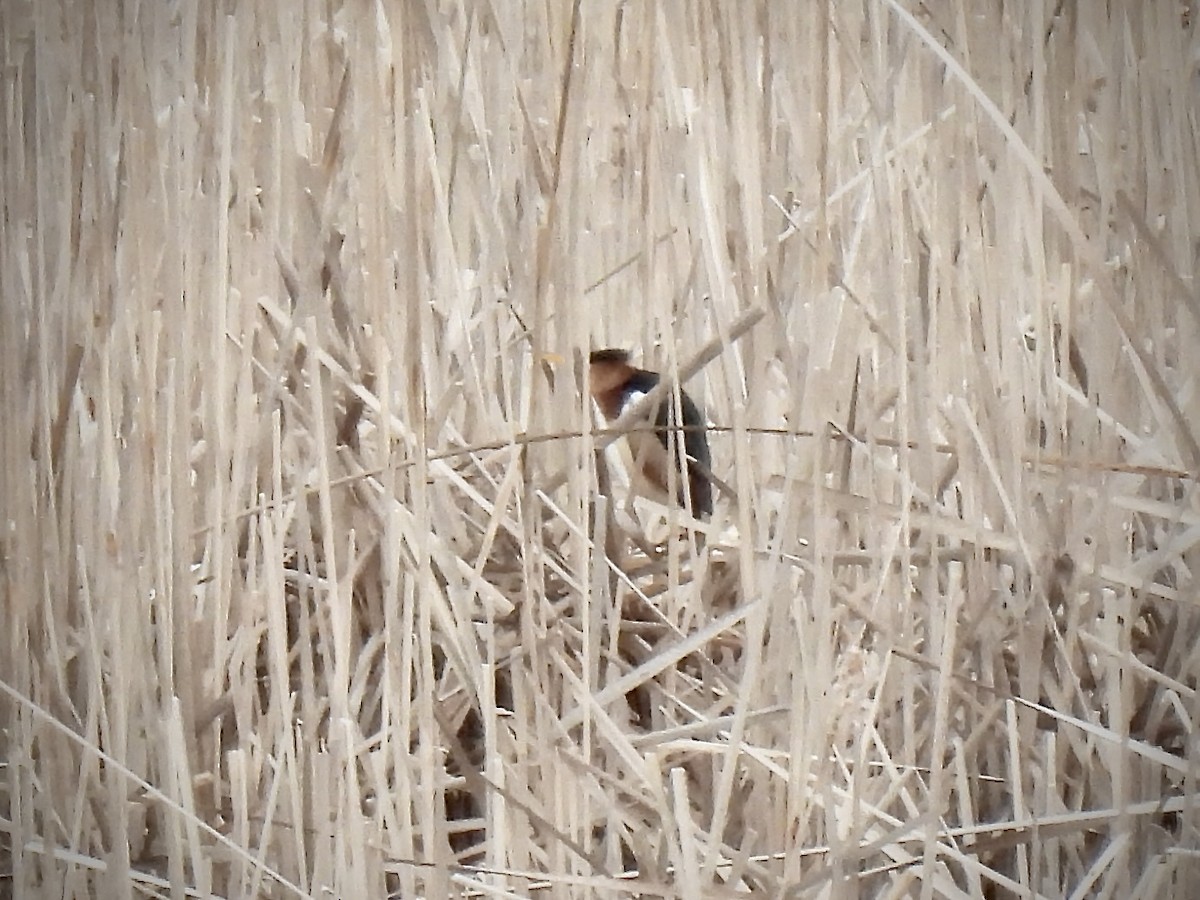 Least Bittern - ML618677357