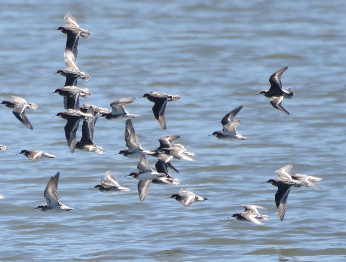 Red-necked Phalarope - ML618677424