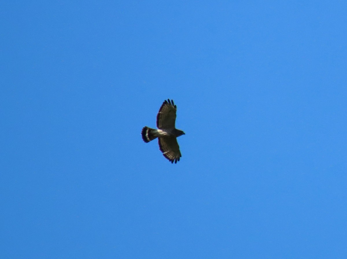 Broad-winged Hawk - ML618677429