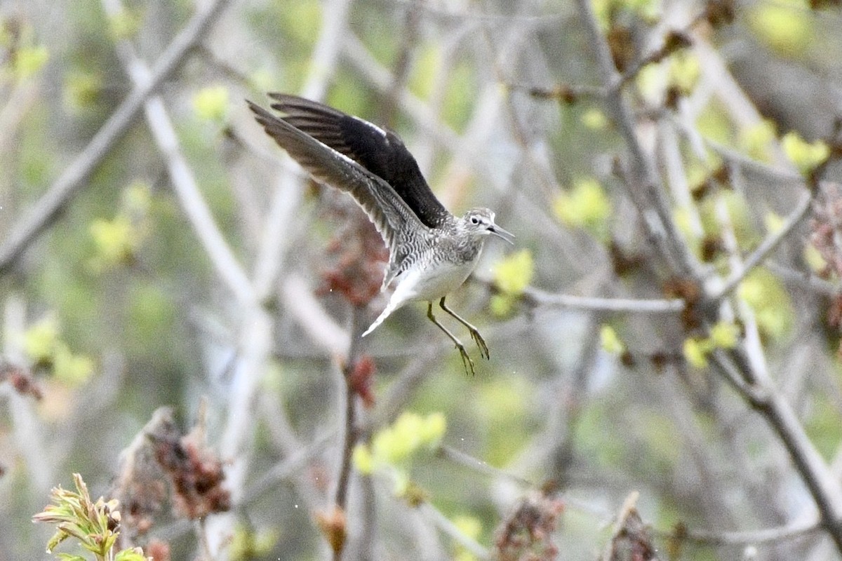 Solitary Sandpiper - ML618677444