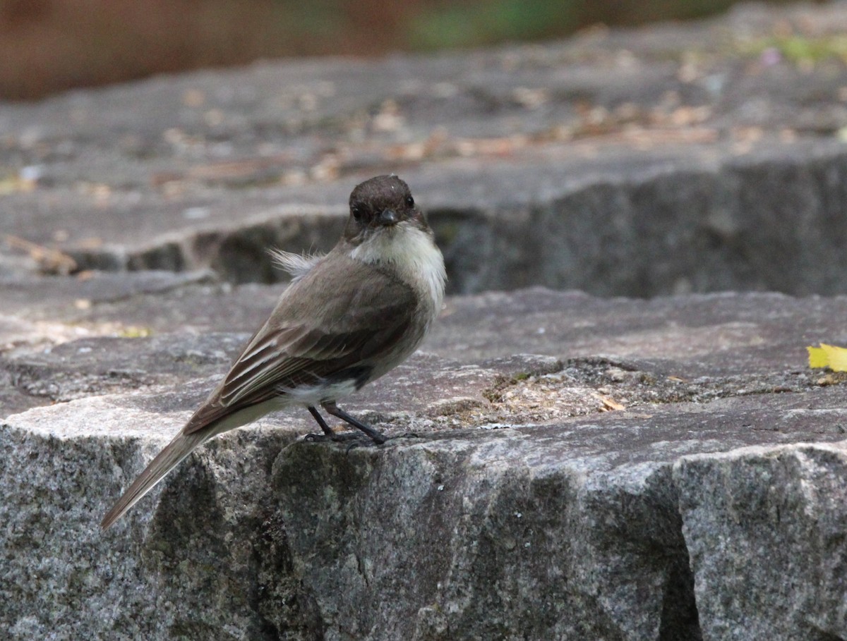 Eastern Phoebe - ML618677470