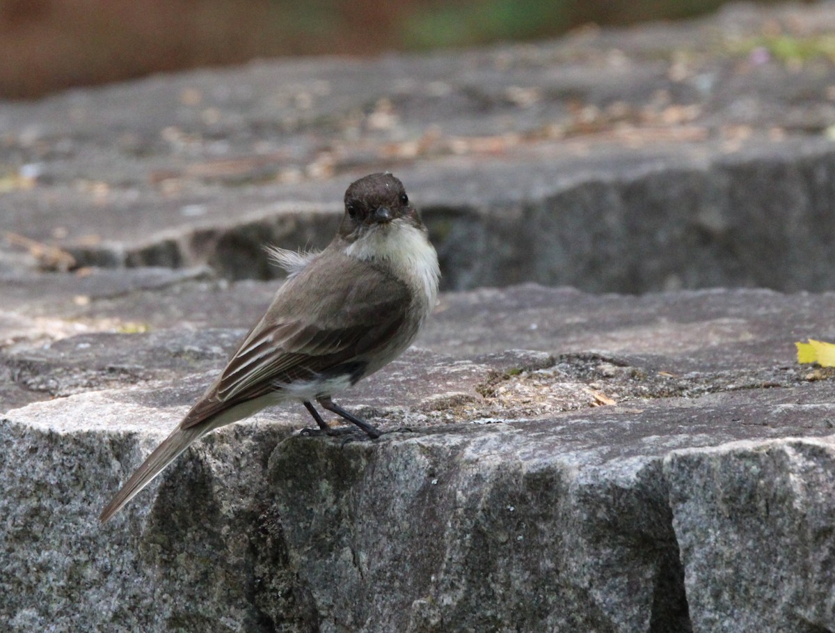 Eastern Phoebe - David Tilson