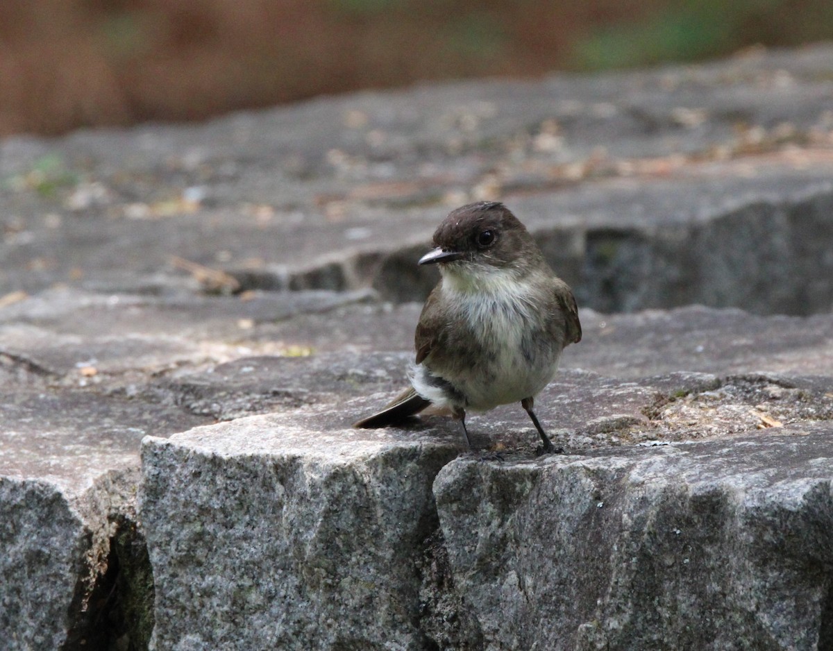 Eastern Phoebe - ML618677471