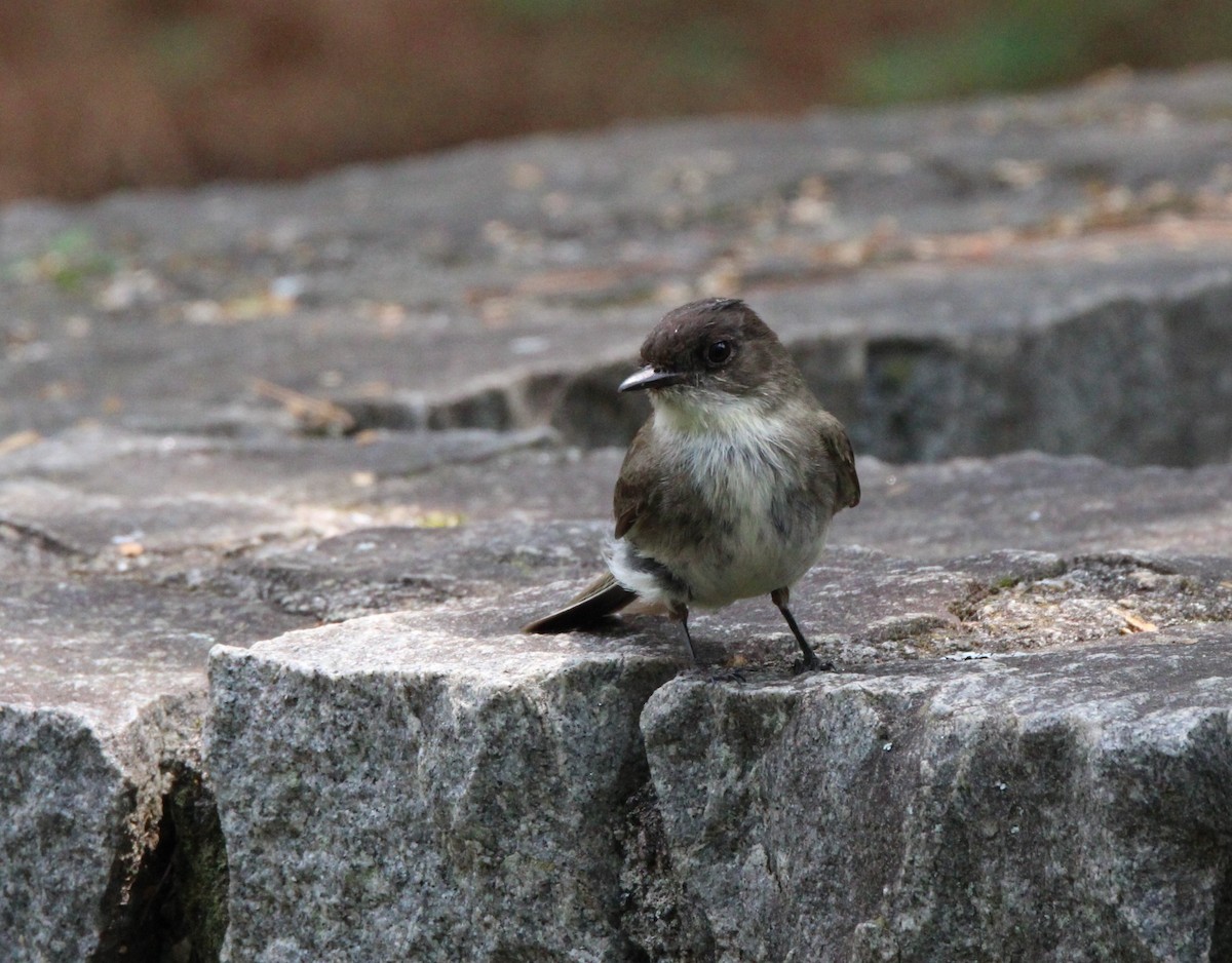 Eastern Phoebe - David Tilson