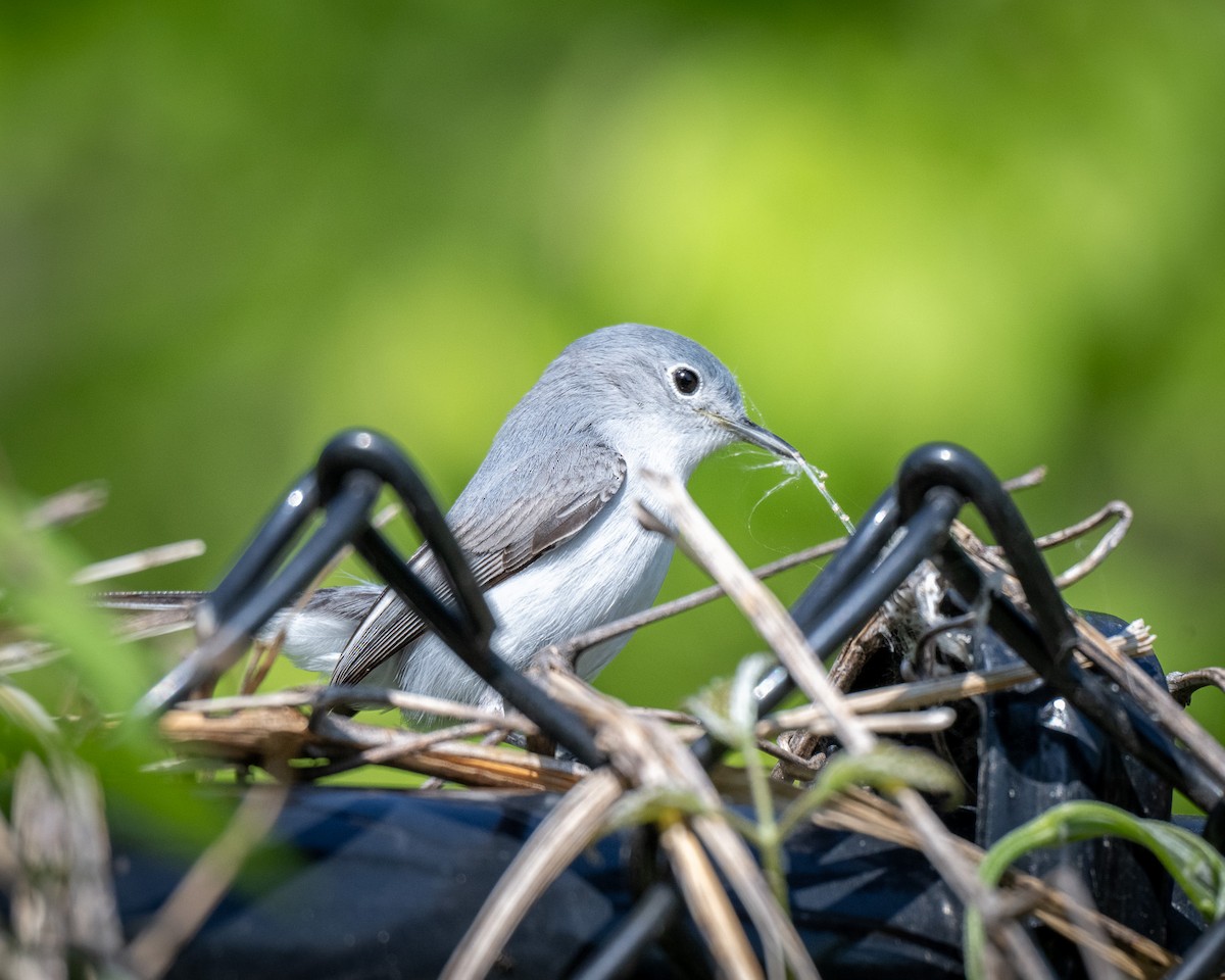 Blue-gray Gnatcatcher - Graham Deese