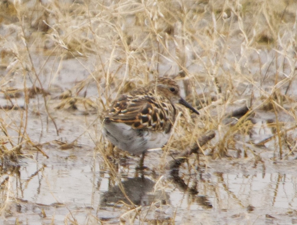 Least Sandpiper - John Webster