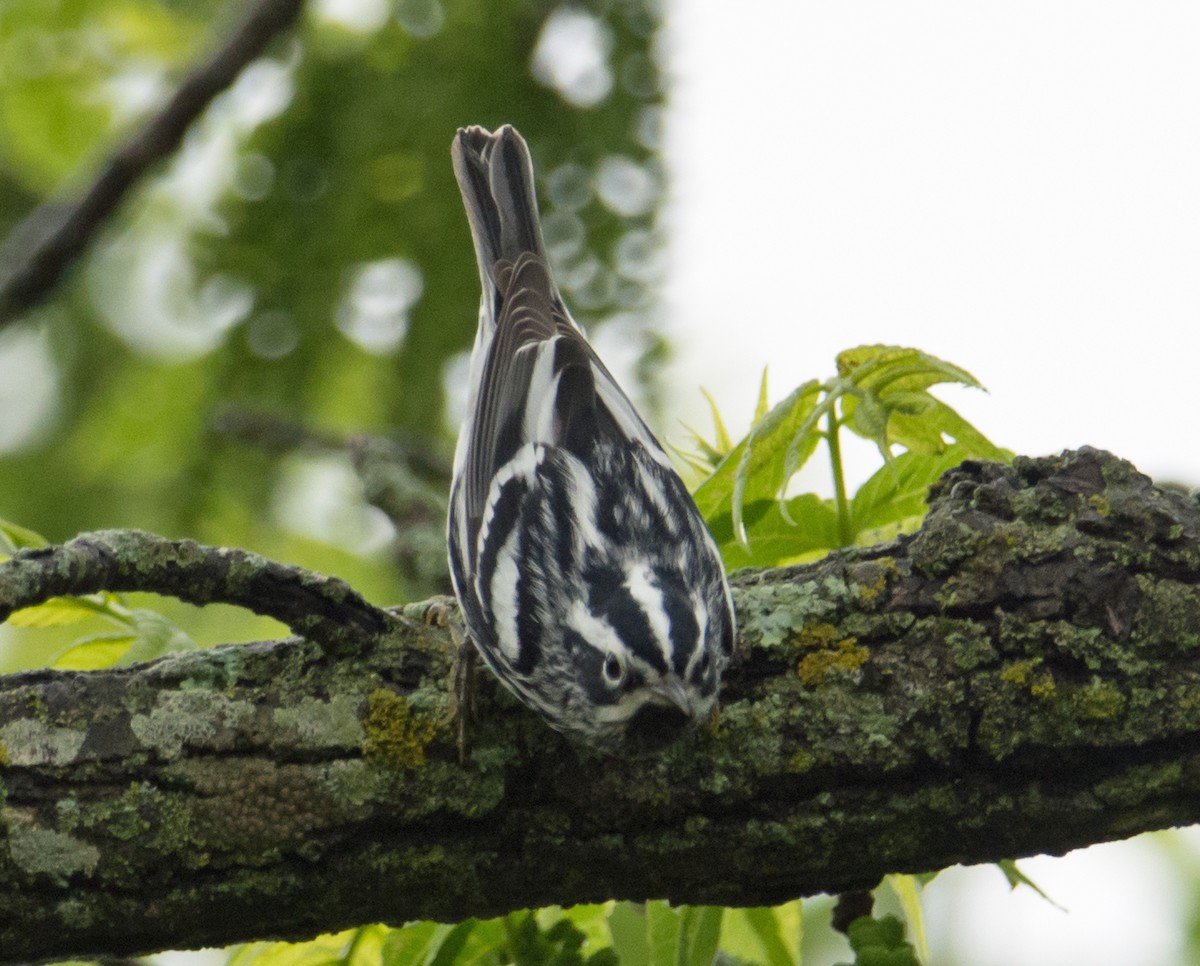 Black-and-white Warbler - Jack and Shirley Foreman