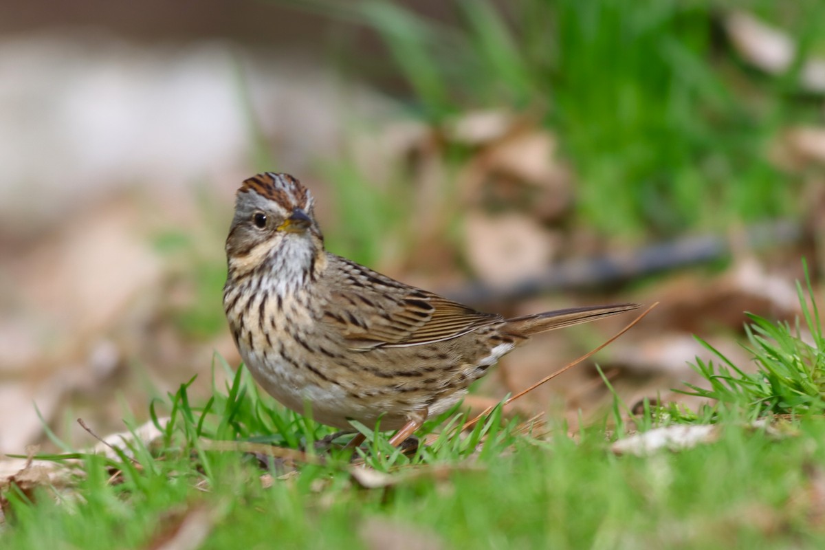 Lincoln's Sparrow - ML618677505