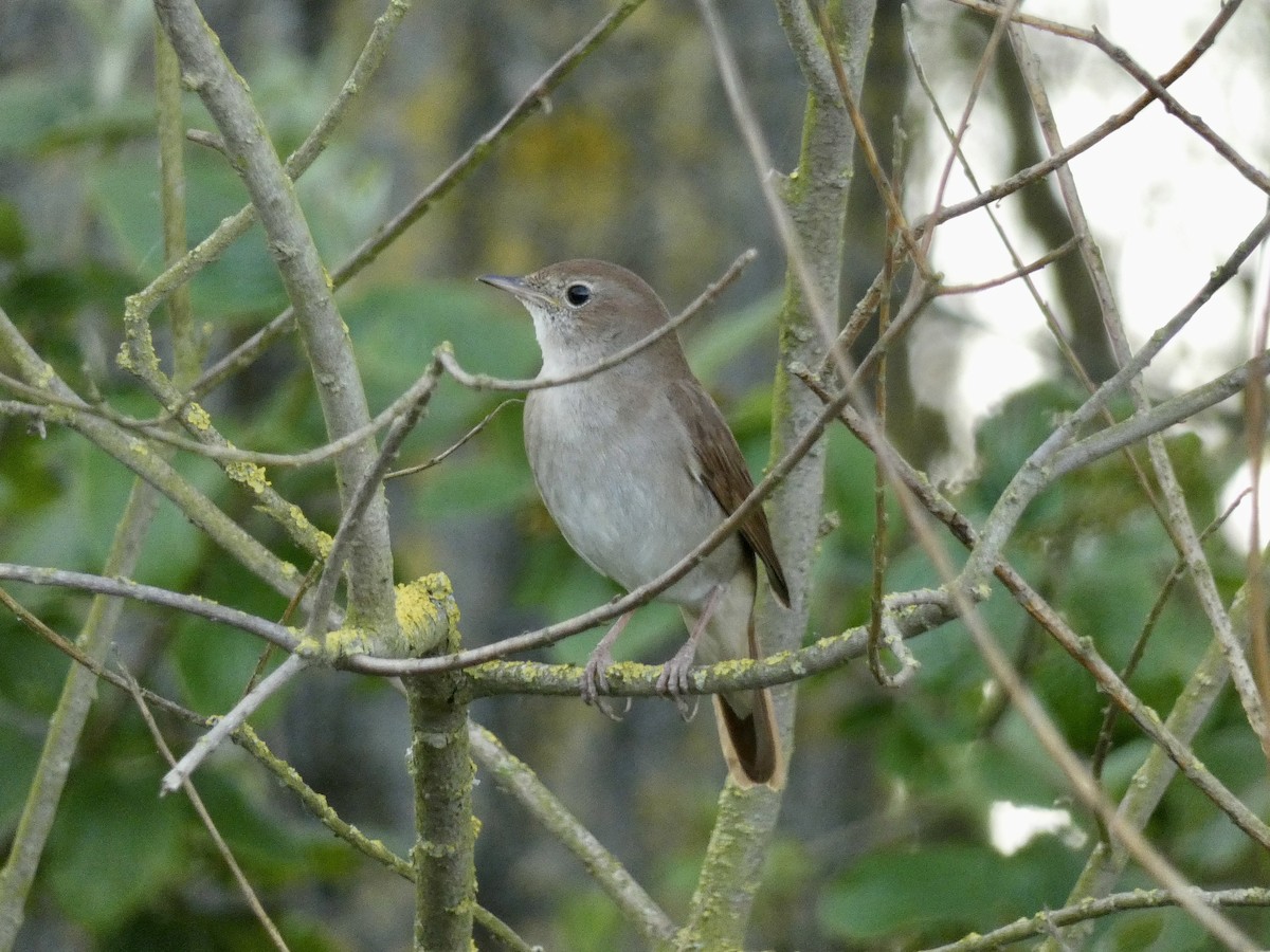 Common Nightingale - ML618677508