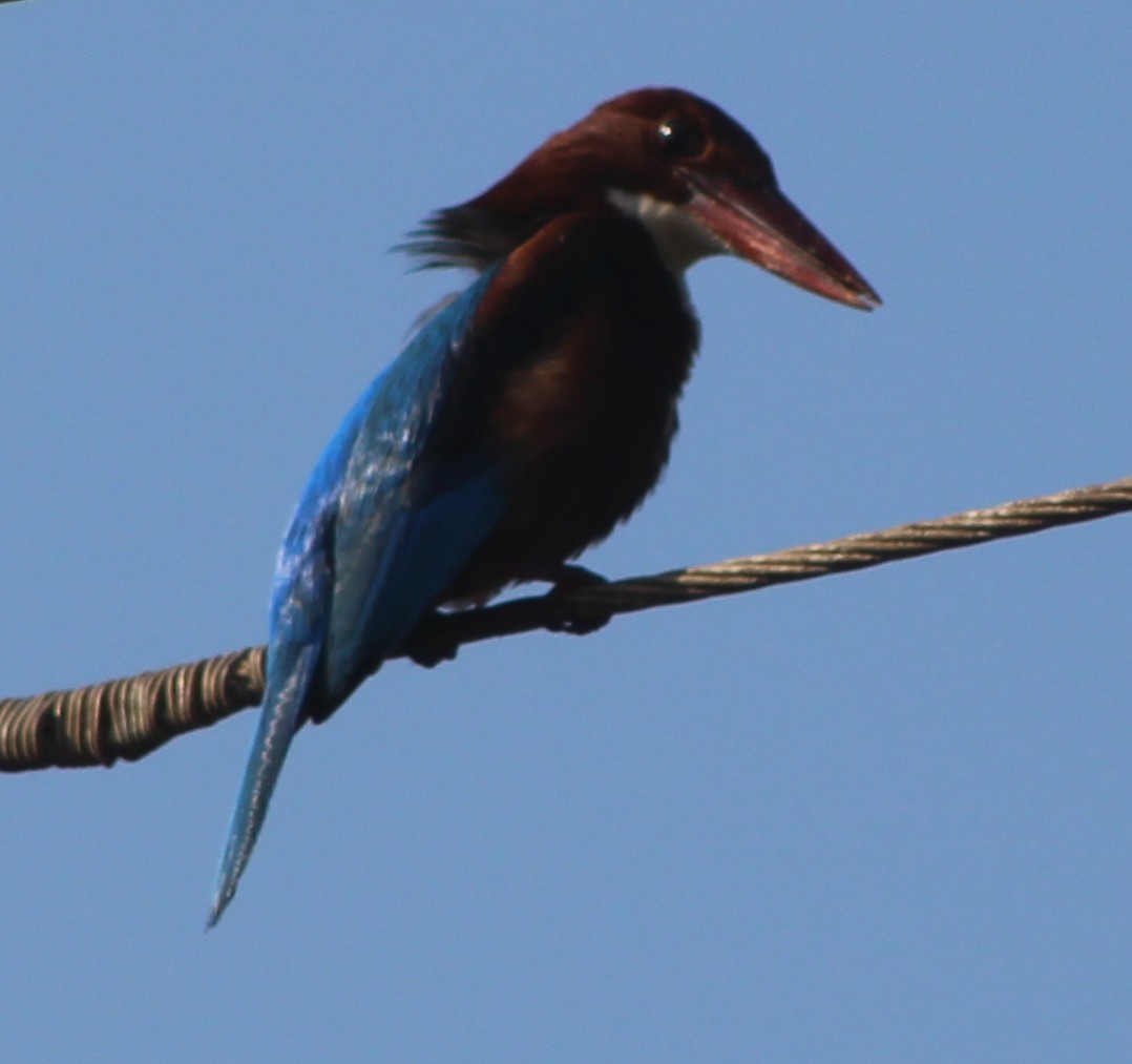 White-throated Kingfisher - ML61867751