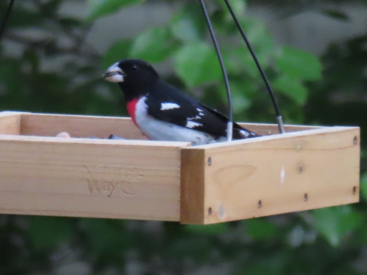 Rose-breasted Grosbeak - ML618677512