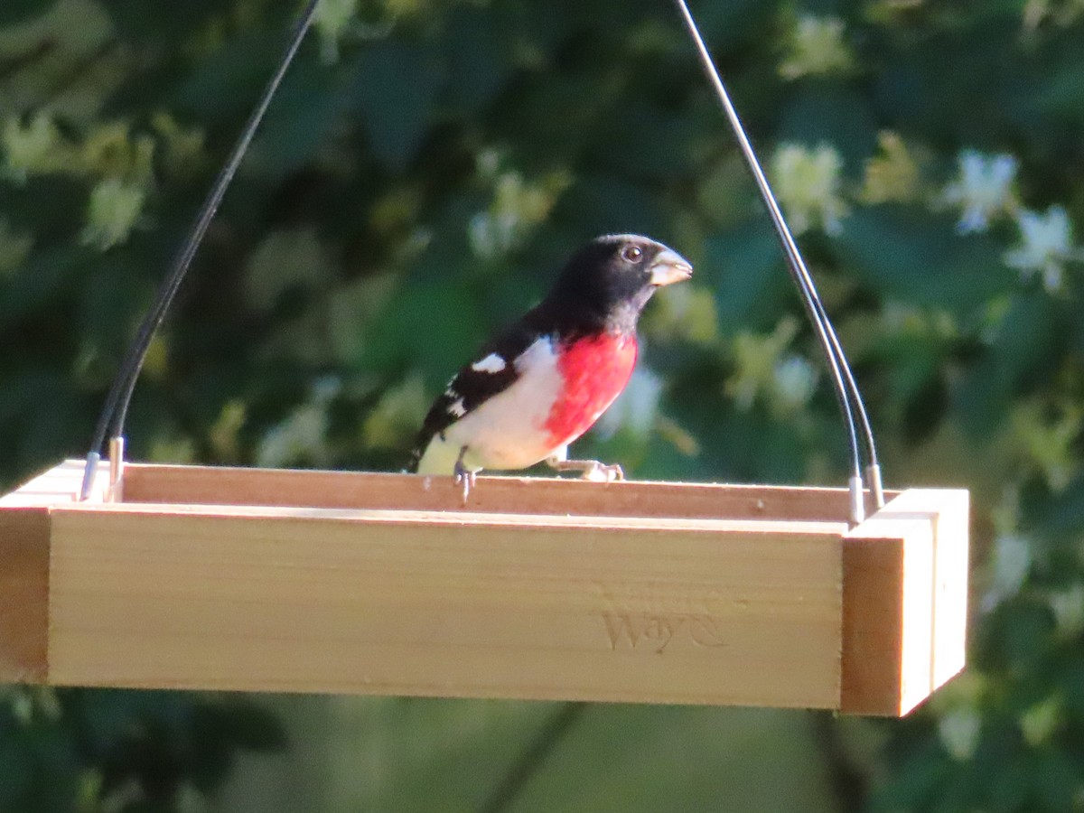 Rose-breasted Grosbeak - ML618677513