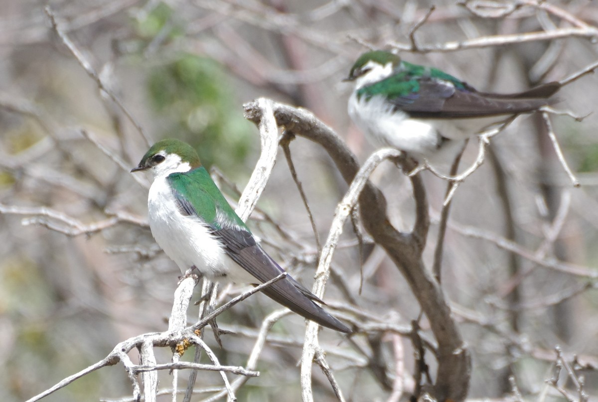 Violet-green Swallow - Brenda Wright