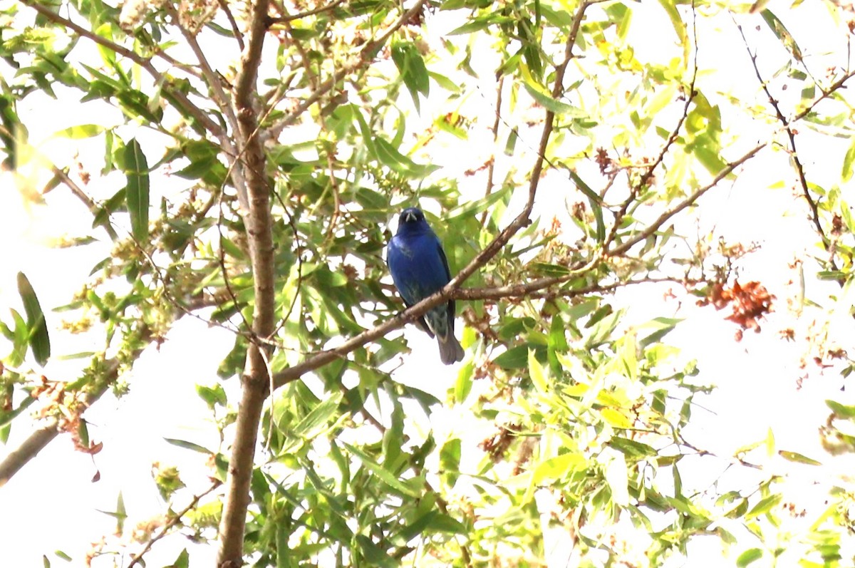 Indigo Bunting - Millie and Peter Thomas