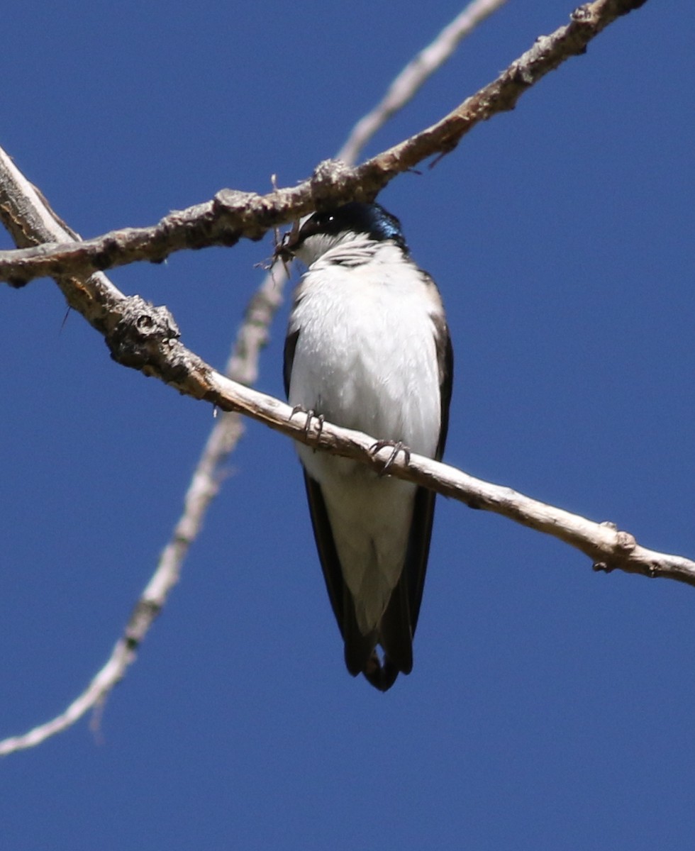 Tree Swallow - ML618677548