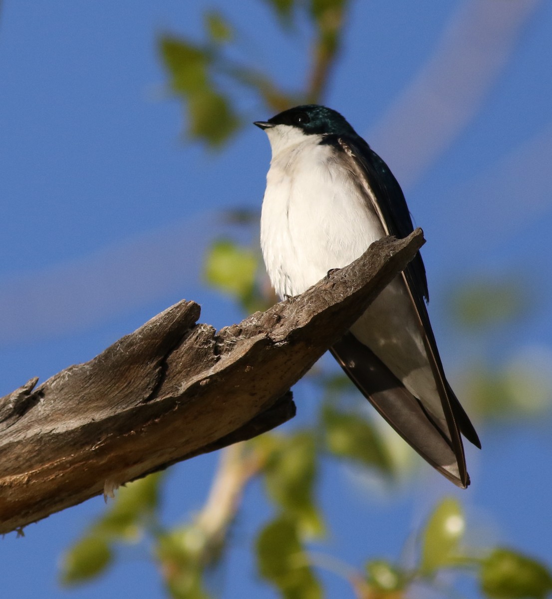 Tree Swallow - ML618677550