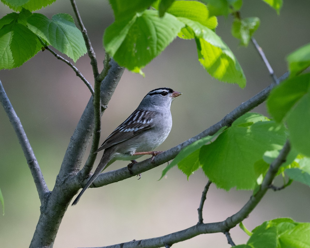 White-crowned Sparrow - Graham Deese
