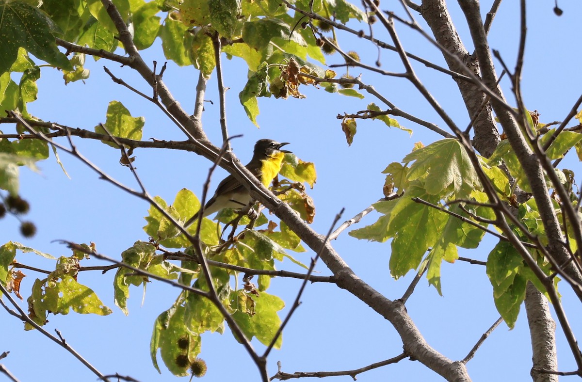 Yellow-breasted Chat - Millie and Peter Thomas