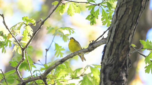 Kentucky Warbler - ML618677623