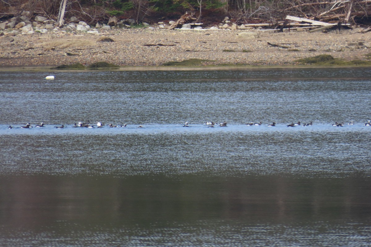 Long-tailed Duck - Robert Keereweer