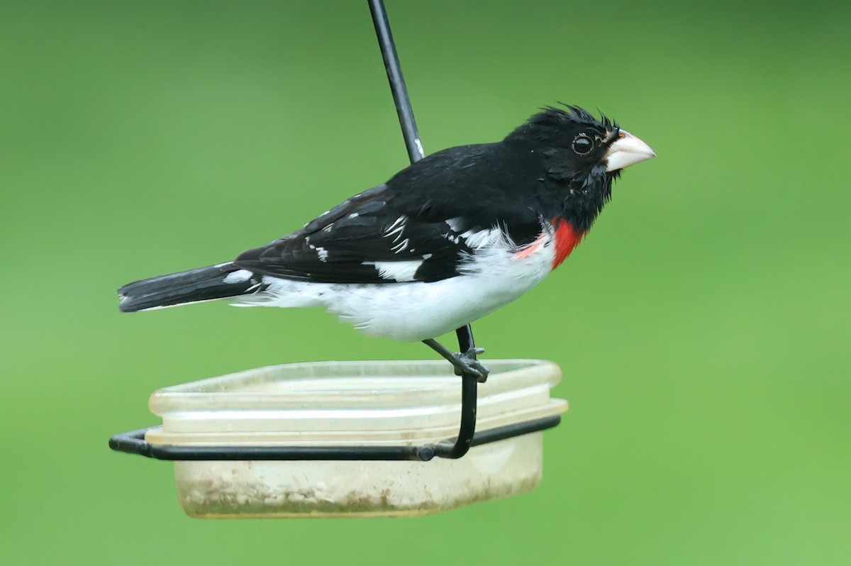 Rose-breasted Grosbeak - ML618677666