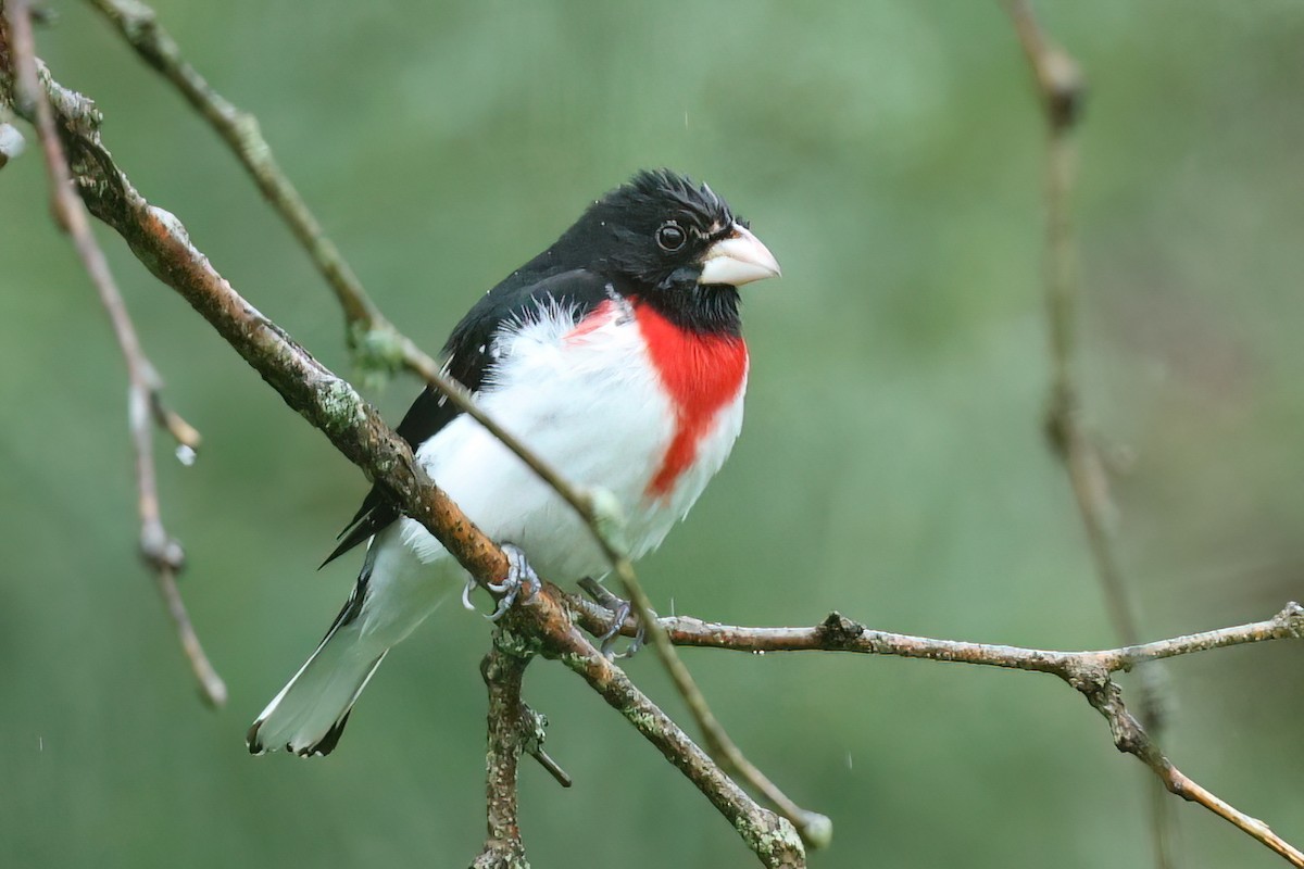 Rose-breasted Grosbeak - ML618677669