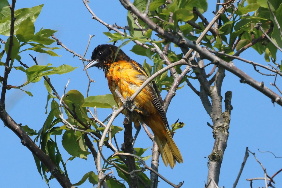 Baltimore Oriole - Steve Myers