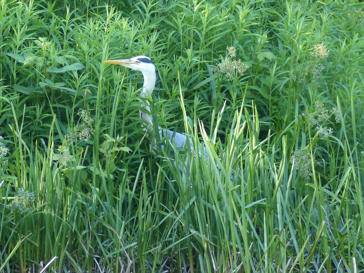 Gray Heron - Coleta Holzhäuser