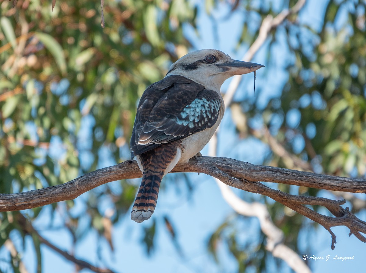 Laughing Kookaburra - ML618677691