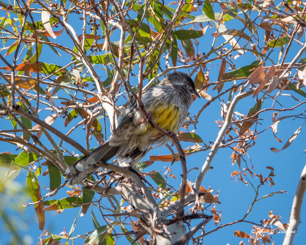 Red Wattlebird - ML618677695