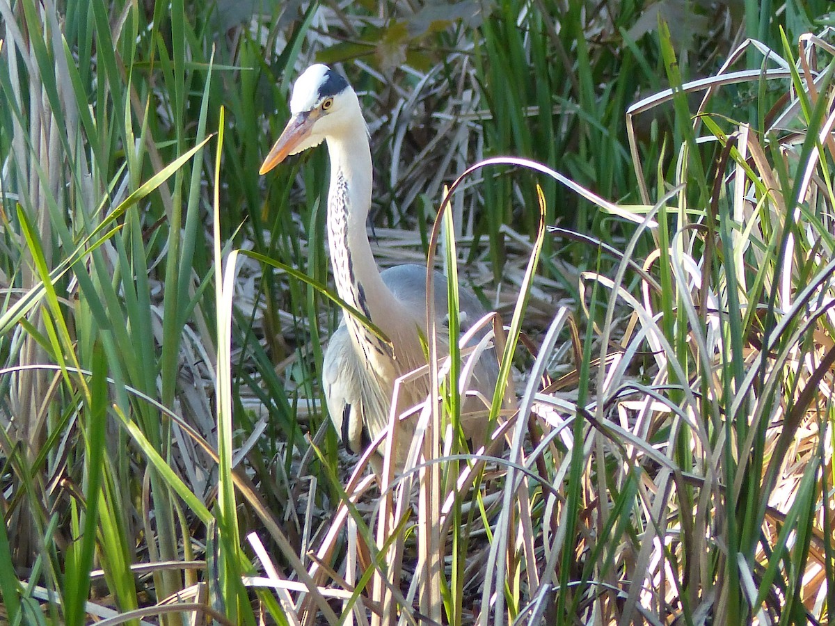 Gray Heron - Coleta Holzhäuser