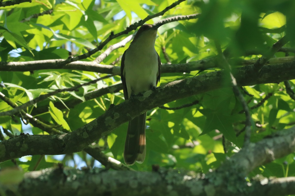 Black-billed Cuckoo - ML618677709