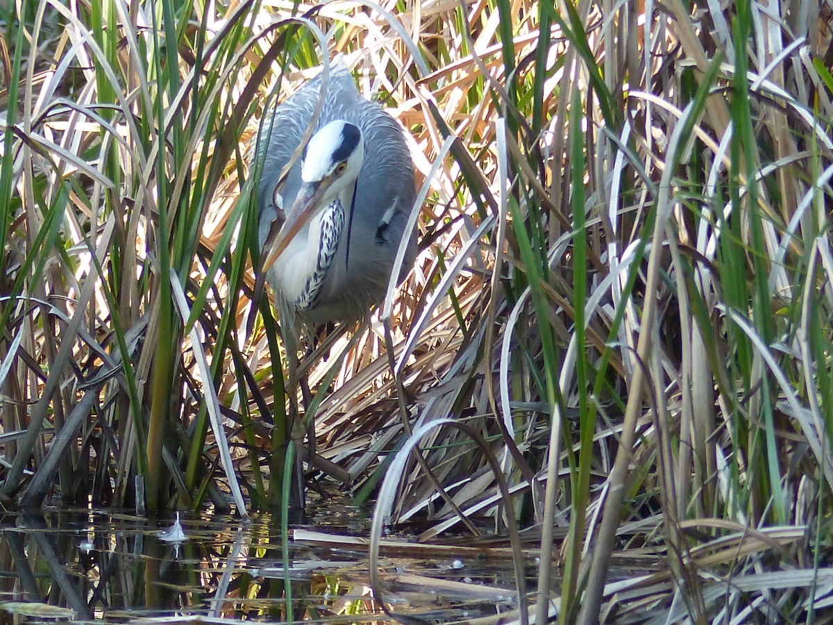 Gray Heron - Coleta Holzhäuser