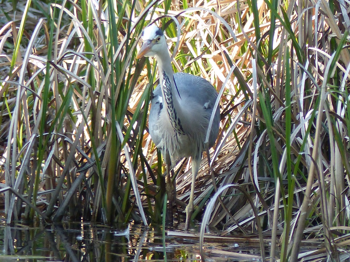 Gray Heron - Coleta Holzhäuser